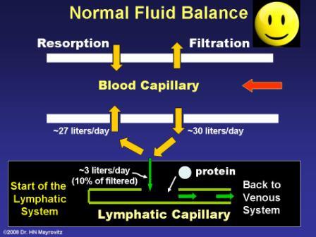 Normal Fluid Balance